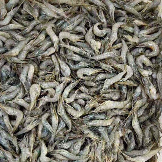 BQF生冻河虾 (盘冻）